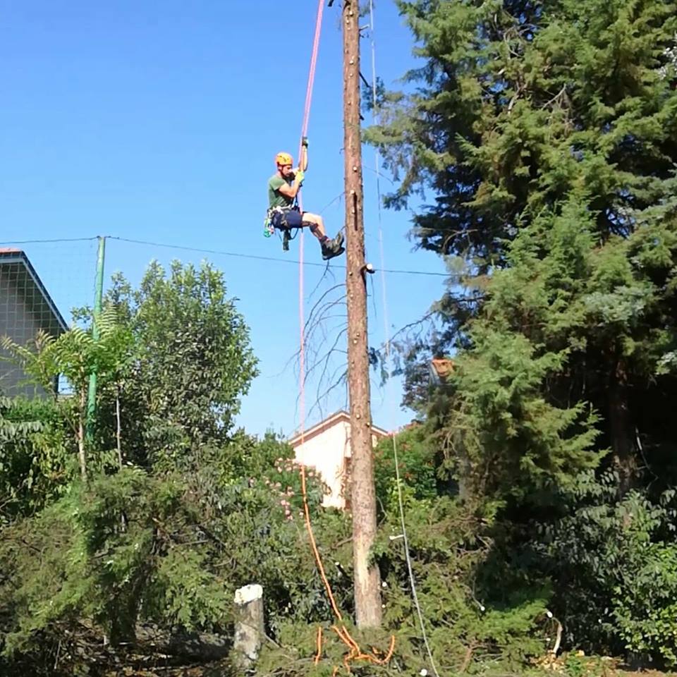 Albero